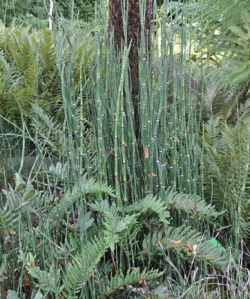 Horsetail photographed in the Evolutionary Dell at Bristol Botanic Garden